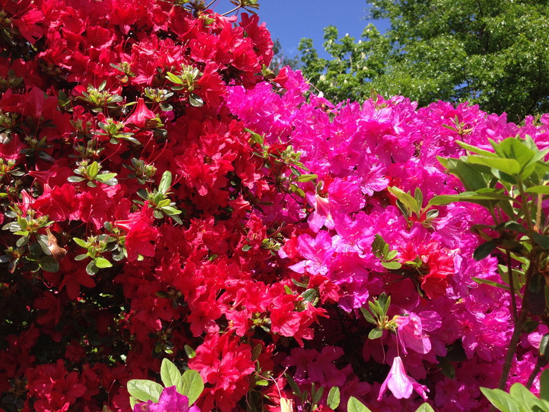 Un jardín con azaleas. Foto: Wikipedia